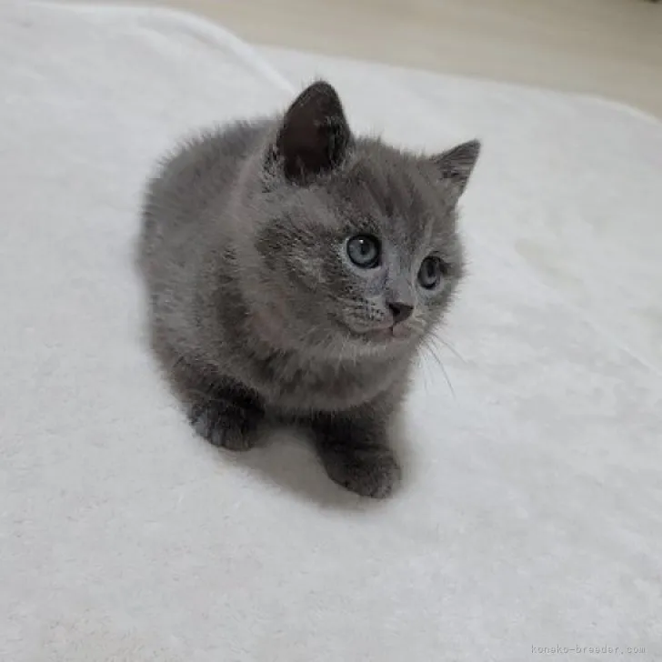 ID：2305-03005の子猫