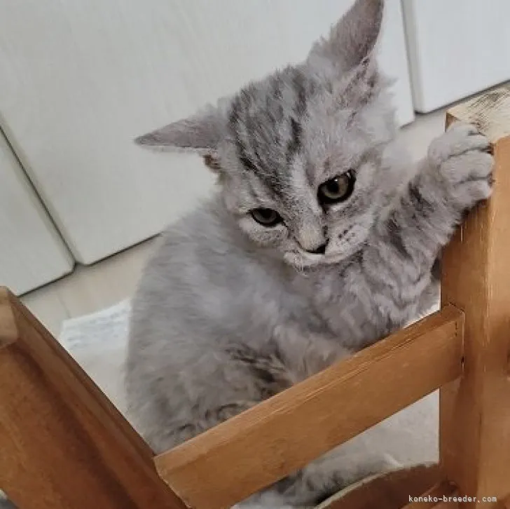 ID:2305-03100の子猫