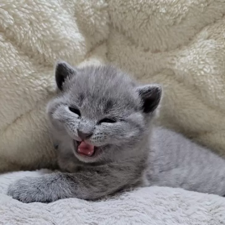 シャルトリュー【愛知県・男の子・2024年4月8日・ブルー】の写真1