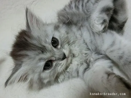 齋藤　稔 様のお迎えした子猫