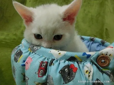 ID：1703-00003の子猫