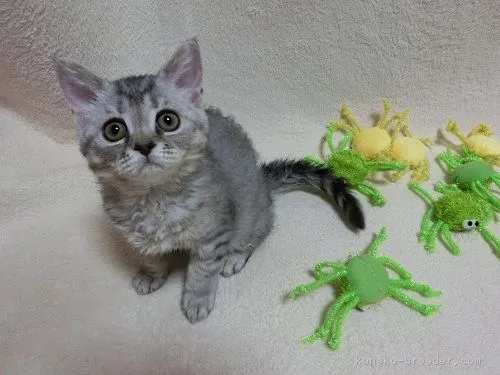 ID:1608-00799の子猫