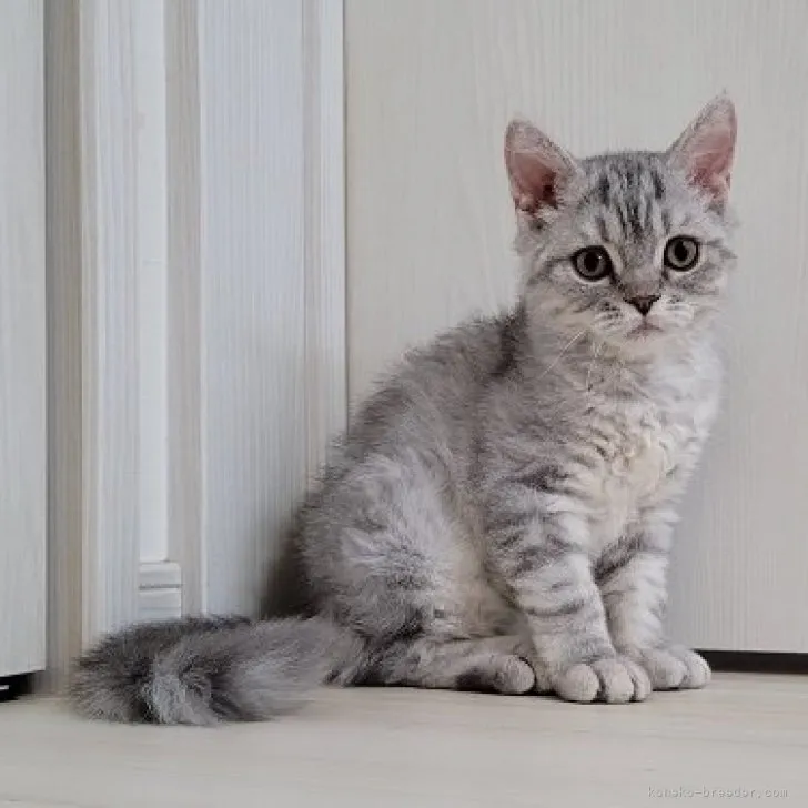 ID：2305-03007の子猫