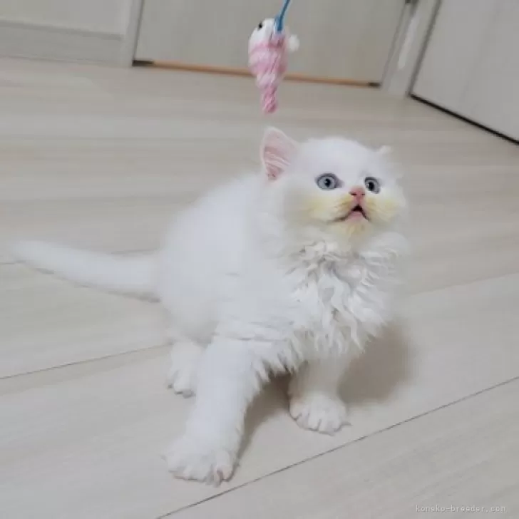 ID：2401-01807の子猫