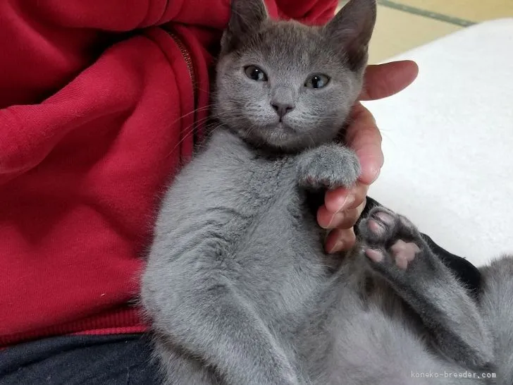 ID:1902-01308の子猫