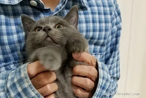 トリネコちゃん 様のお迎えした子猫