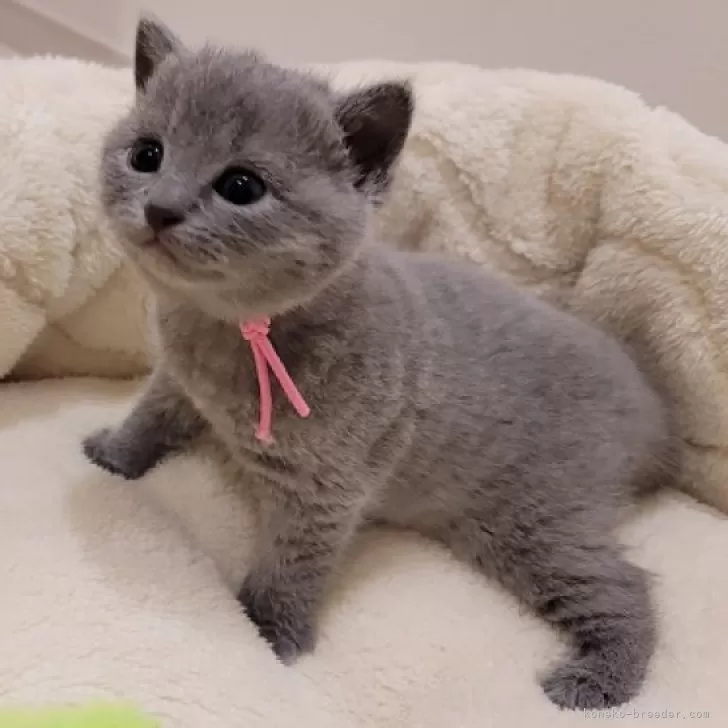 N.S 様のお迎えした子猫