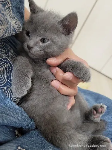 トリちゃん 様のお迎えした子猫