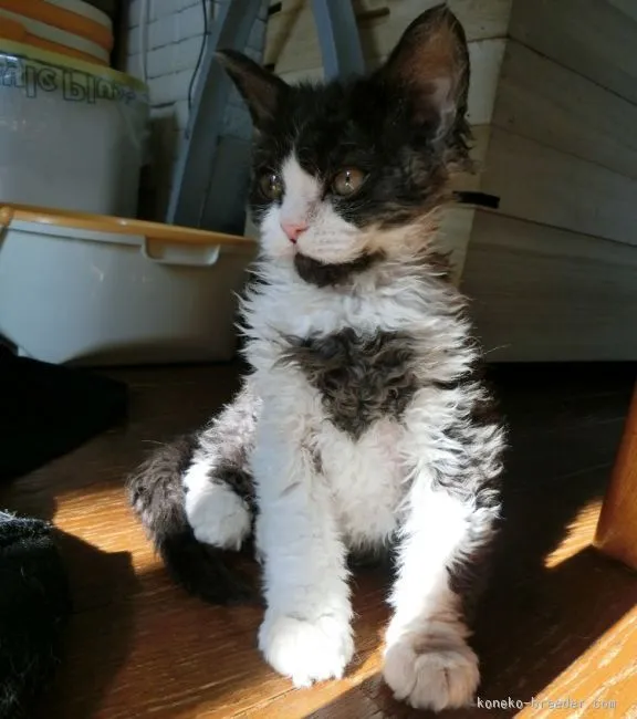 ID：1510-00084の子猫