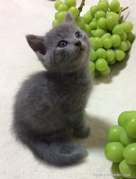 ID：1509-00046の子猫