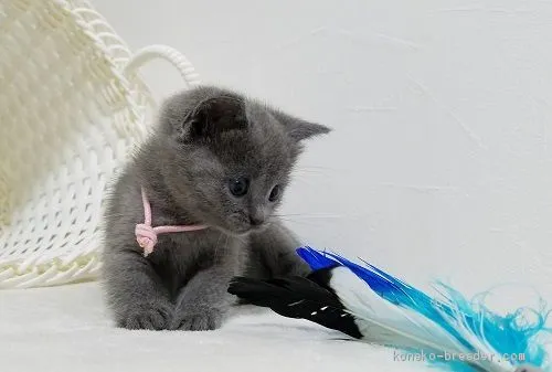 ID:2008-00611の子猫