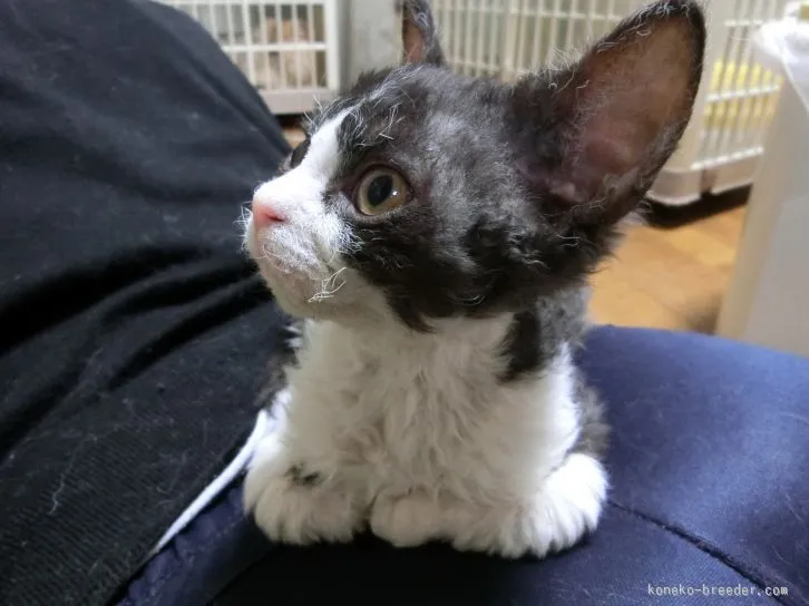 ID：1510-00086の子猫