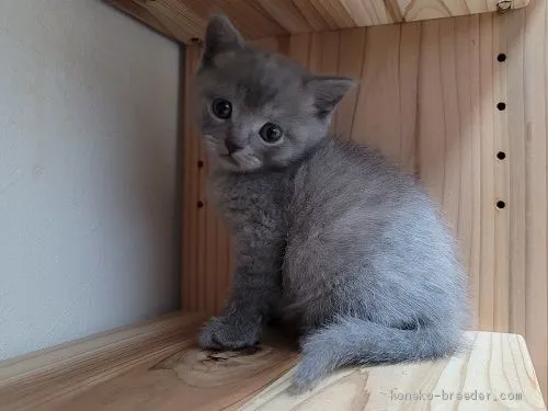 江川の水羊羹 様のお迎えした子猫