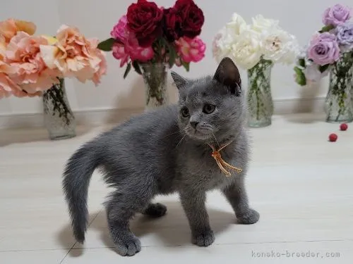 ID:2104-00038の子猫