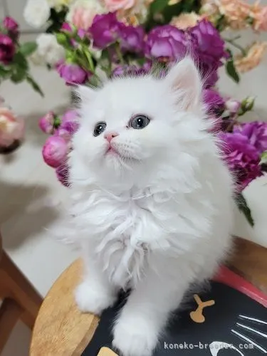 ID:2204-01731の子猫