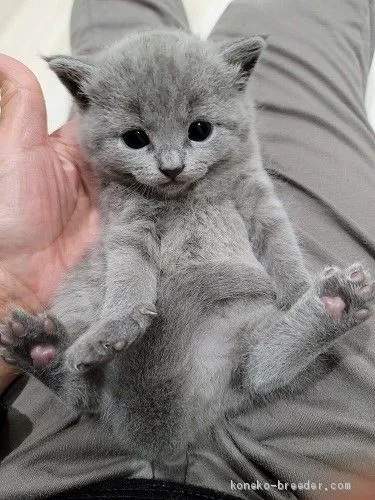 ID：2103-00084の子猫