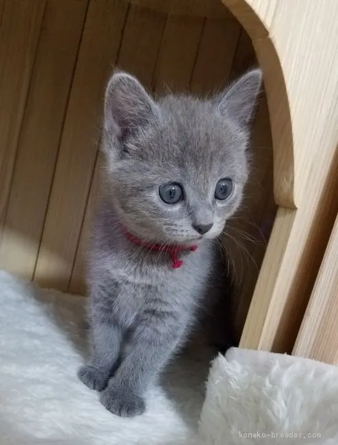 ID：1910-01544の子猫