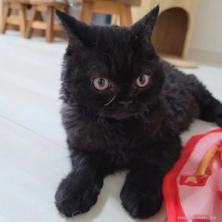 ID：2206-00002の子猫