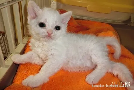 ID：1703-00190の子猫