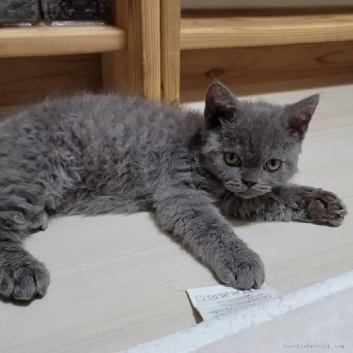 ID：2404-01680の子猫