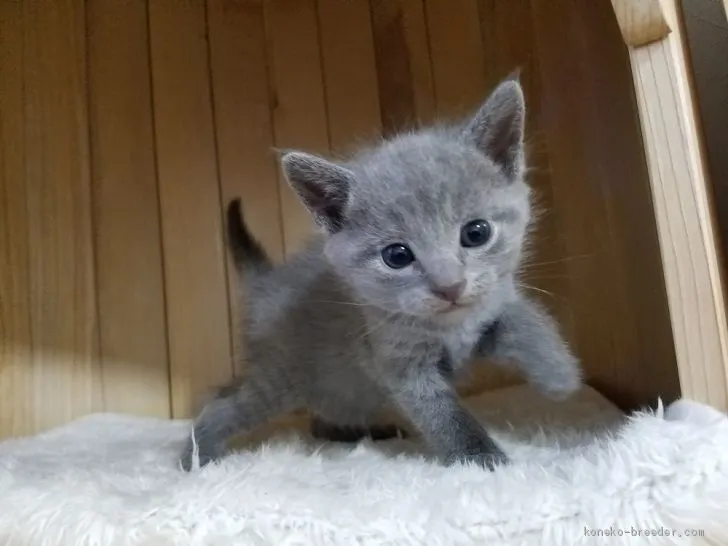J.H 様のお迎えした子猫