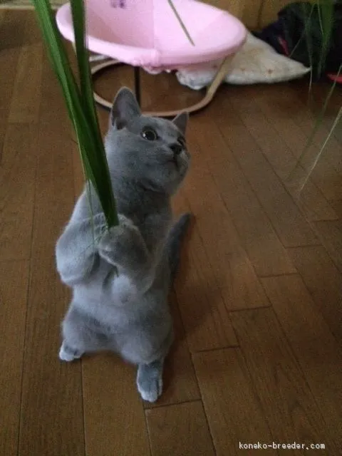 アザミ 様のお迎えした子猫
