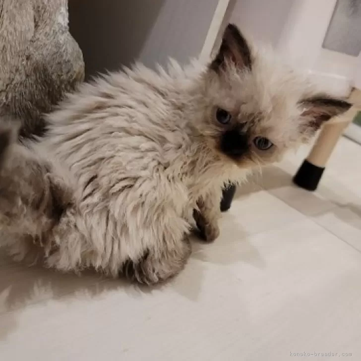 ID:2408-00992の子猫
