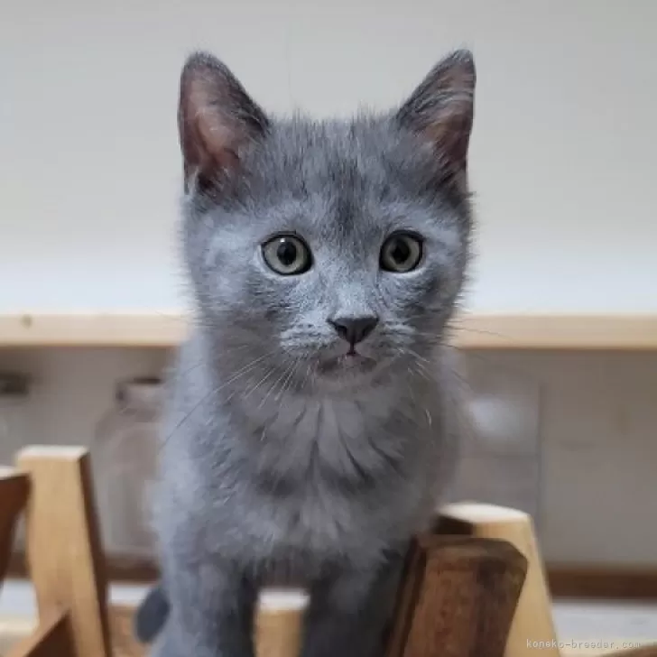 ID:2405-01545の子猫