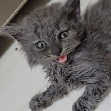 セルカークレックス【愛知県・男の子・2024年4月20日・ブルー（巻き毛・ロング）】の写真「沸き立つような巻き毛です。」
