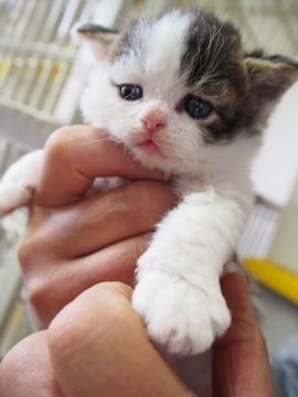 セルカークレックス【愛知県・男の子・2016年2月19日・ブルー&ホワイト（巻毛）】の写真「ふわふわの巻毛です♪」
