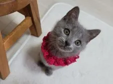 シャルトリュー【愛知県・女の子・2022年1月17日・ブルー】の写真1「3月23日撮影」