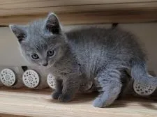 シャルトリュー【愛知県・女の子・2020年12月25日・ブルー】の写真1「2月9日撮影」