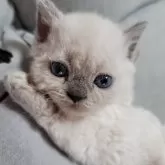 セルカークレックス【愛知県・男の子・2024年3月28日・ブルーポイント】の写真1