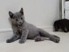 シャルトリュー【愛知県・男の子・2021年5月26日・ブルー】の写真2「7月14日撮影」