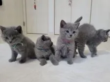 シャルトリュー【愛知県・女の子・2022年1月17日・ブルー】の写真5「２月27日撮影」