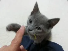 シャルトリュー【愛知県・女の子・2019年1月11日・ブルー】の写真5「4月1日撮影」