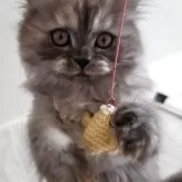 セルカークレックス【愛知県・女の子・2025年8月30日・シェーデットシルバー】の写真2