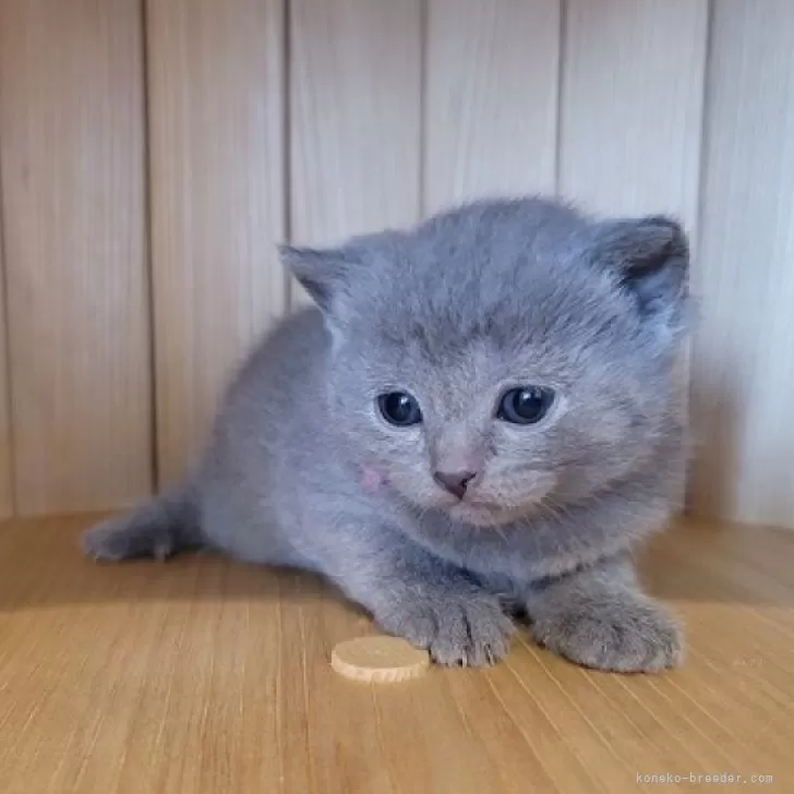komi 様のお迎えした子猫
