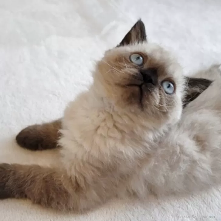 ID：2510-01175の子猫