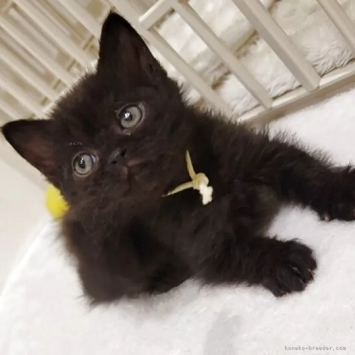 ID：2507-02452の子猫