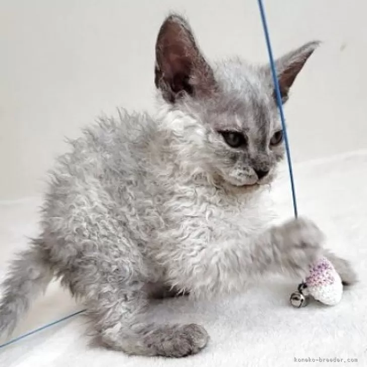 J.T 様のお迎えした子猫