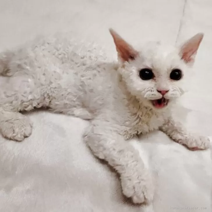 ID：2504-02237の子猫