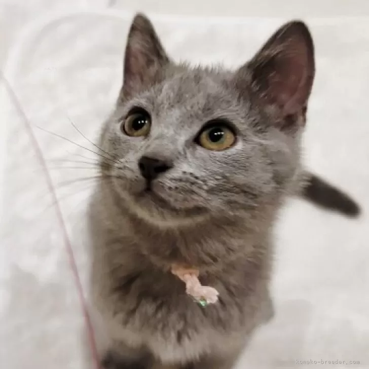 ID:2504-03080の子猫