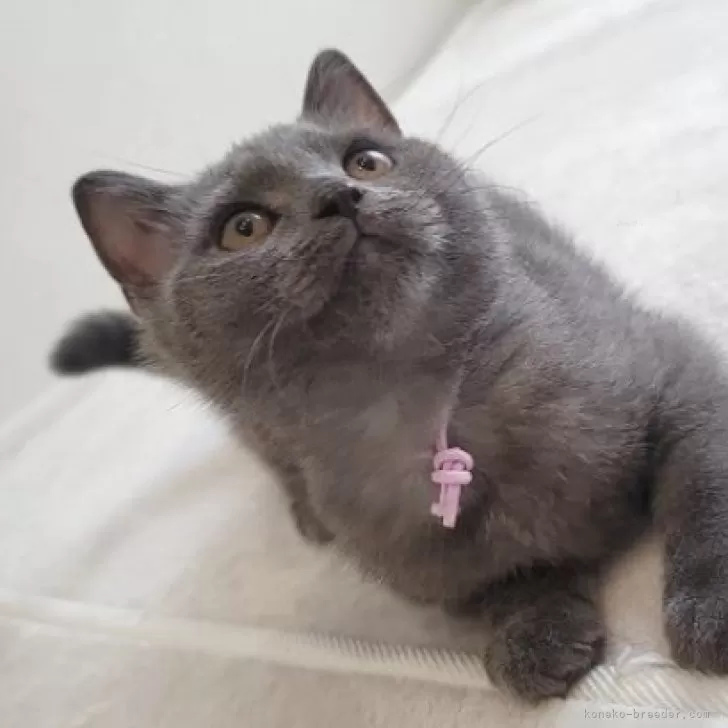 ID：2508-01087の子猫