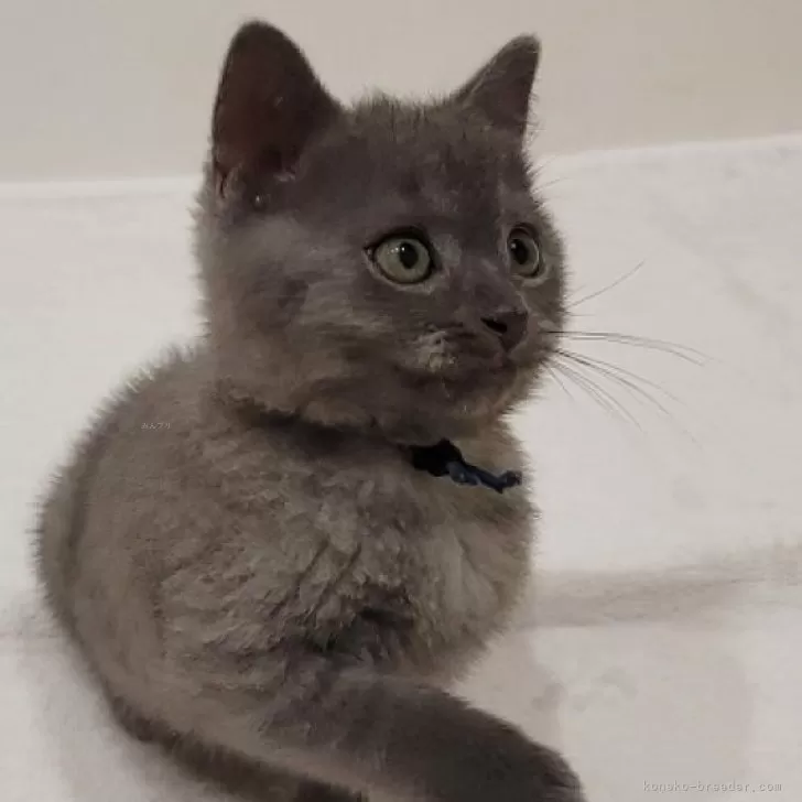ID：2505-00953の子猫