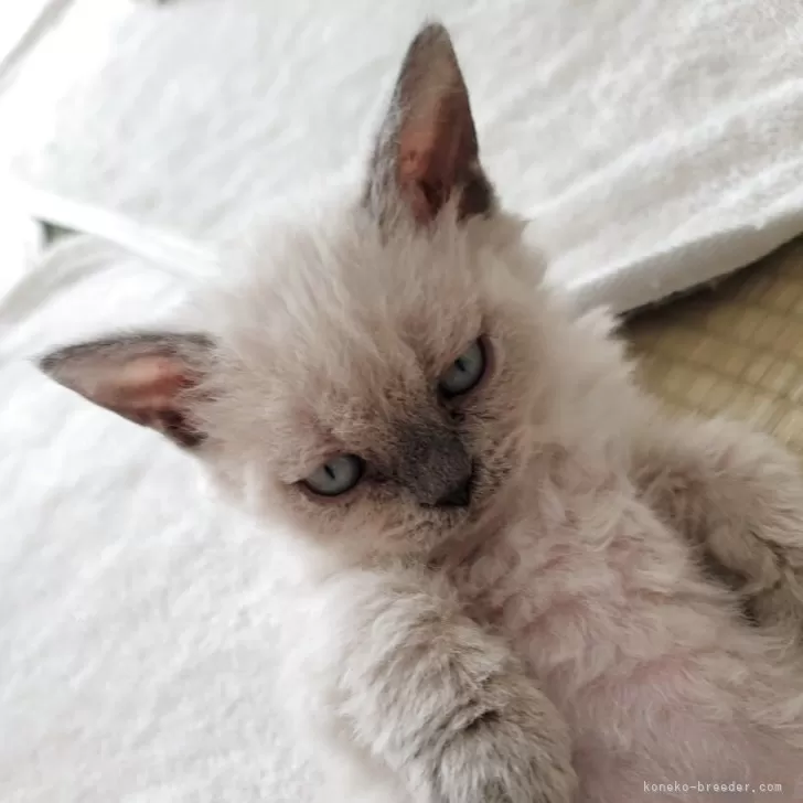 セルカークレックス【愛知県・女の子・2025年9月14日・ブルーポイント】の写真1