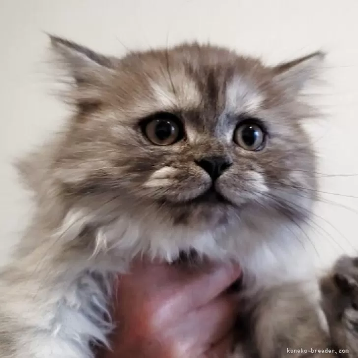 セルカークレックス【愛知県・女の子・2025年8月30日・シェーデットシルバー】の写真1