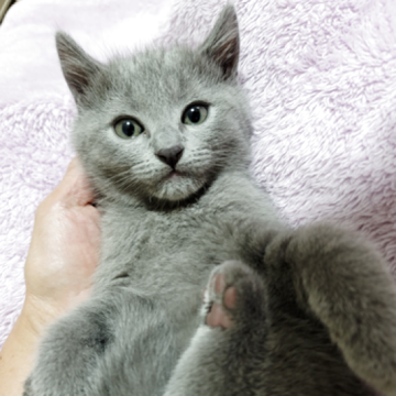 シャルトリュー【愛知県・男の子・2025年11月1日・ブルー（直毛）】の写真「おめめが開きました！」