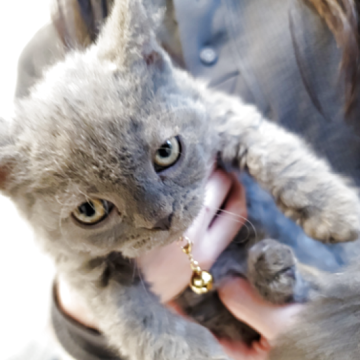セルカークレックス【愛知県・女の子・2025年9月14日・ブルー（巻き毛）】の写真「3姉妹」