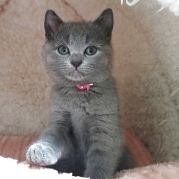 シャルトリュー【愛知県・女の子・2025年11月1日・ブルー（直毛）】の写真「おめめが開きました！」